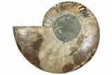 Cut & Polished Ammonite Fossil (Half) - Madagascar #308633-1